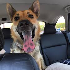 German Shephard in car